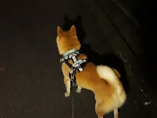 今日は代休なのだが……