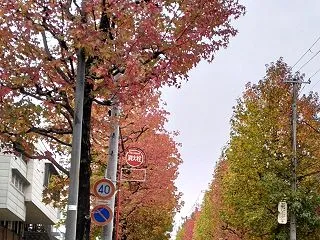 紅葉の季節です