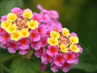 寒くなった、、今日はおでん