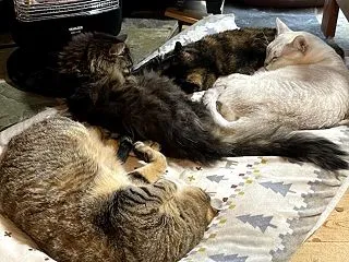 今日の仕事などのご質問にお答えしてと、猫…