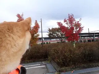 少し楽になった落ち葉掃除