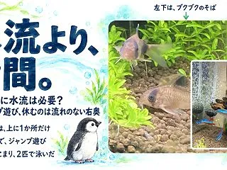 コリドラスに水流は必要？泡でジャンプ遊び…