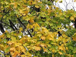 説明を嫌う日本の文化ーーお茶・お花・歌道…