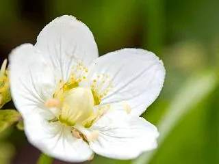 八幡平頂上 ①散策路の花々