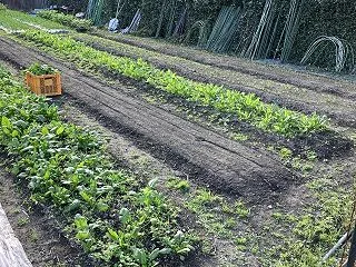 ほうれん草の種蒔き、とりあえず終了