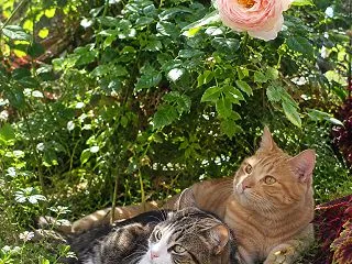 美しき葉っぱたち