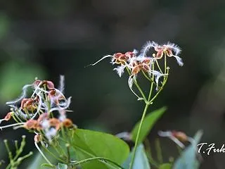 センニンソウやゲンノショウコなど木の実草…