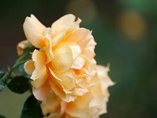 本日は旧古河庭園について少し詳しく。