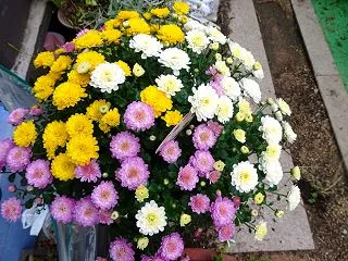 花壇は秋の装いかな！