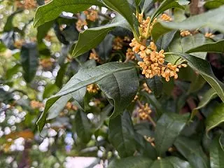 ＊バラ10月初旬に軽く剪定して肥料を与え…
