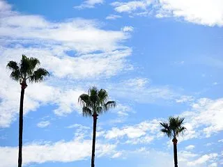 ヤシの木
