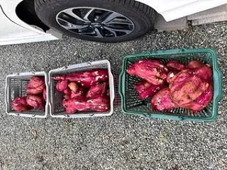 サツマイモの収穫量は買い物カゴ3個