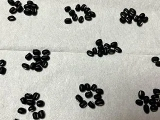 オセロ小豆栽培⑨♪