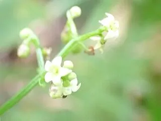 茜色