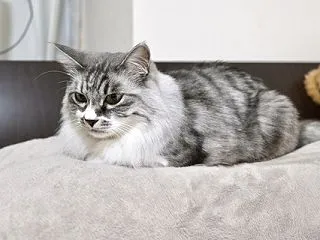 ほとんど意味なし