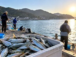 淡路島のサビキ釣り・アジ釣り｜釣れる港・…