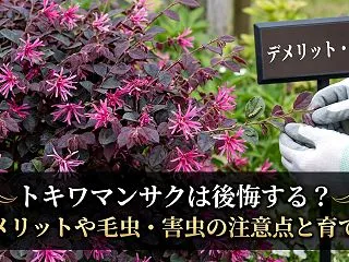 トキワマンサクは後悔する？デメリットや毛…