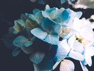 暗闇に浮かぶ青い紫陽花の無料写真素材【撮…