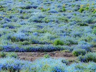 満開のネモフィラの花畑の無料写真素材【撮…