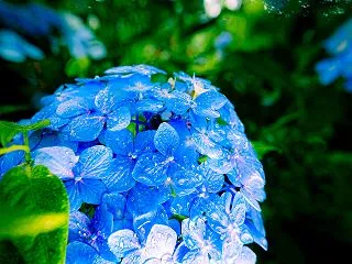 雨に濡れた青い紫陽花の無料写真素材【撮影…