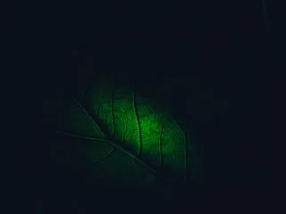 暗闇に浮かび上がる緑の葉脈の無料写真素材…