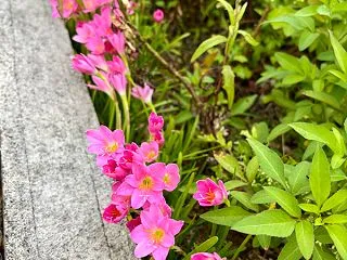 かわいい花発見