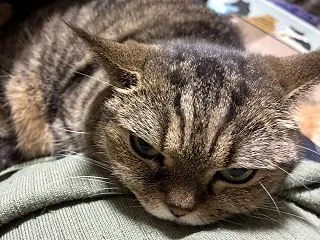 お腹猫(=^・^=)