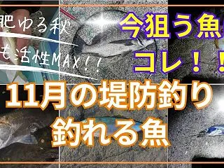 11月の堤防釣りで釣れる魚とおすすめの釣…