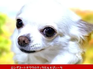 元気いっぱいの４チワワと孫八のドッグラン…