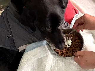 甘えん坊ウォーキー