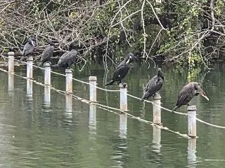 あんなに人気だった鰻の成瀬がガタガタに …