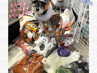 ワンコ達、ハロウィンどれにする？