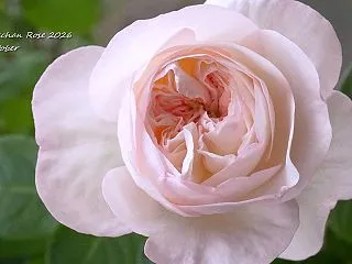 最後のシャルドネと暴れる粉粧楼