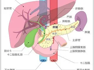 名医が教える「膵臓（すいぞう）を休ませる…