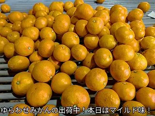 全国へお出かけみかん