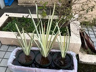 かきつばたが増えている
