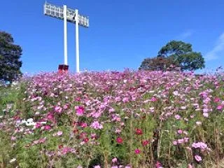 コスモスの丘から高塚山へ(総合運動公園〜…