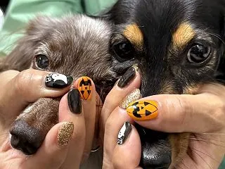 10月のネイル(⋈◍＞◡＜◍)。✧♡
