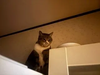 朝たび
