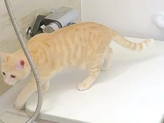 時々そら時々いなか （nya.3574）