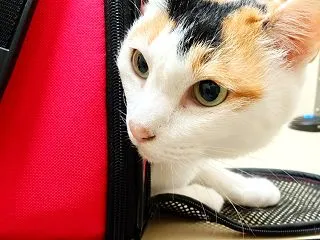 小梅体調記録