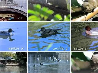 思い出 神奈川県（5） 鎌倉 鶴岡八幡宮…