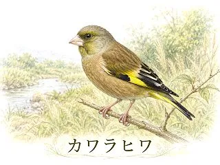 カワラヒワの特徴と鳴き声｜スズメとの違い…
