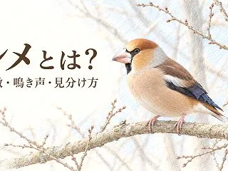 シメとは？太いくちばしの冬鳥｜特徴・鳴き…