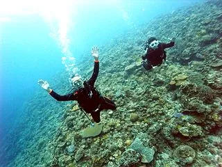 ものすごい密集度のクロオビアトヒキテンジ…