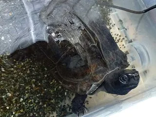 本日のクサガメ
