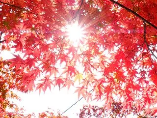 七五三・お宮参りの撮影・着付け☆12月・…