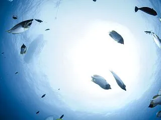潜れてます！！