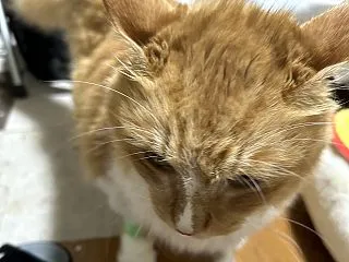 ハルさん復活