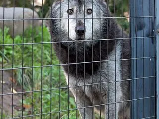 旭山動物園 08 シンリンオオカミ シセ…